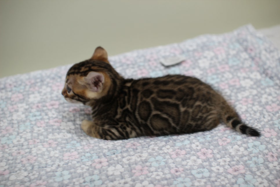 브라운뱅갈고양이 여아2 분양해요~ 관련 이미지 5