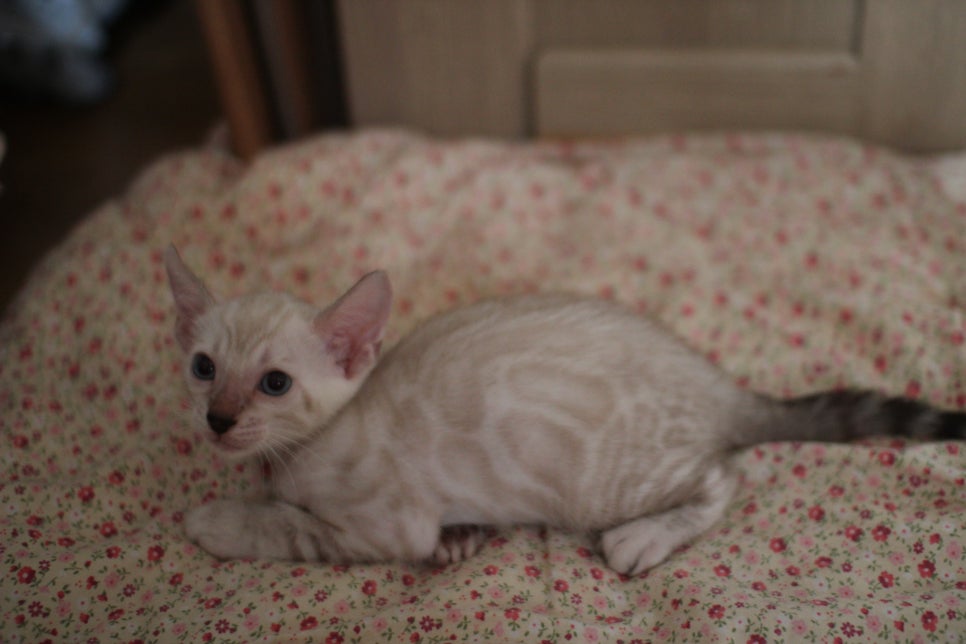 스노우뱅갈고양이 남아 분양해요~ 관련 이미지 3