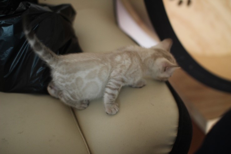 해외로 예약된 뱅갈고양이 삼총사~ 관련 이미지 7