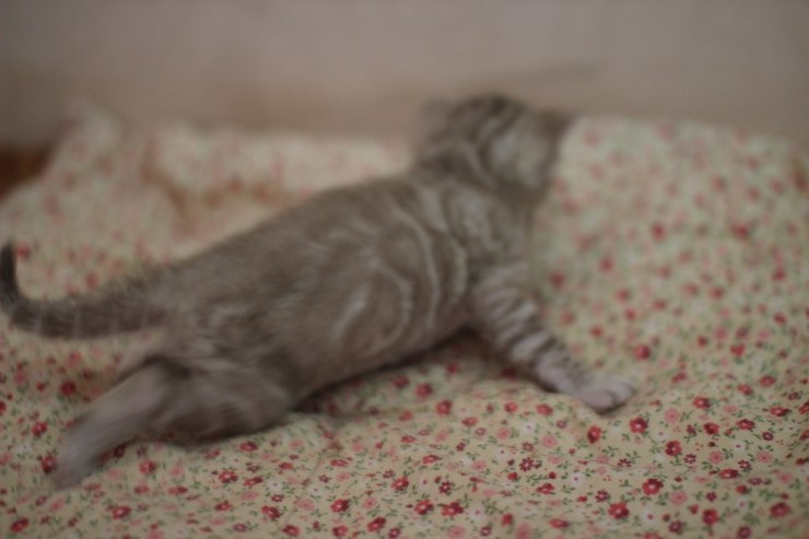 뱅갈고양이 분양 오묘한 매력에 칼라 스노우밍크 관련 이미지 5