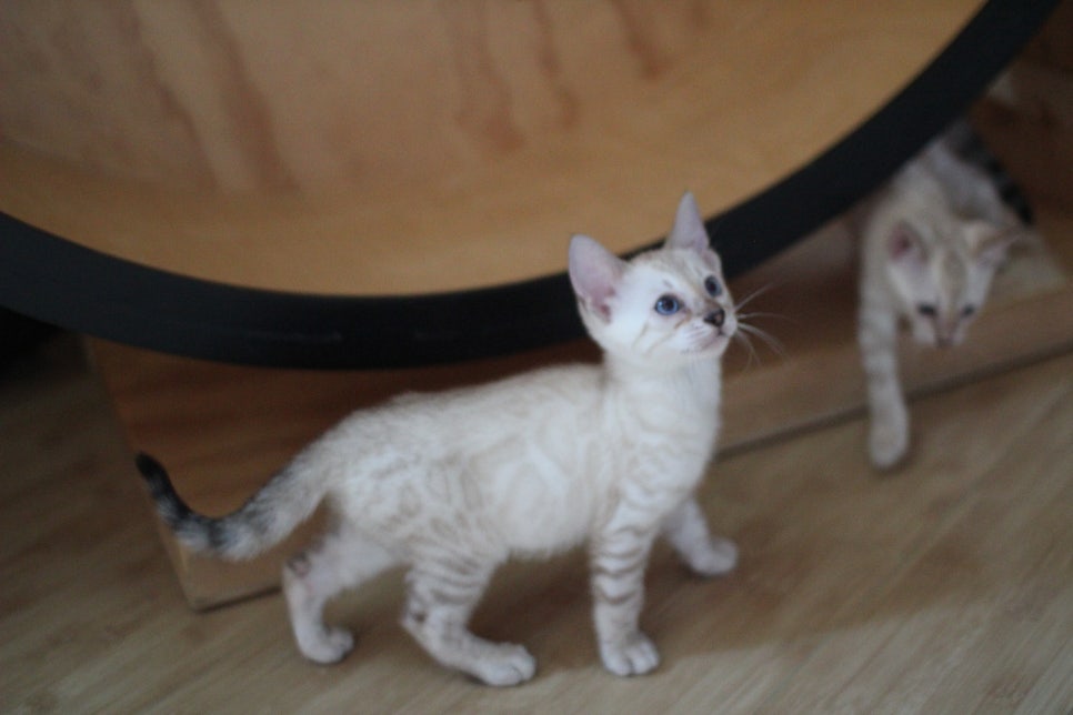 뱅갈고양이분양 부티가 넘치는 아이들 관련 이미지 6