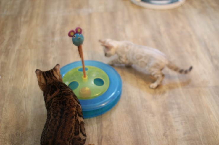 뱅갈고양이,스노우뱅갈고양이,  저희집 어린녀석들 오늘도 신나게 놀고 있어요^^......... 관련 이미지 7