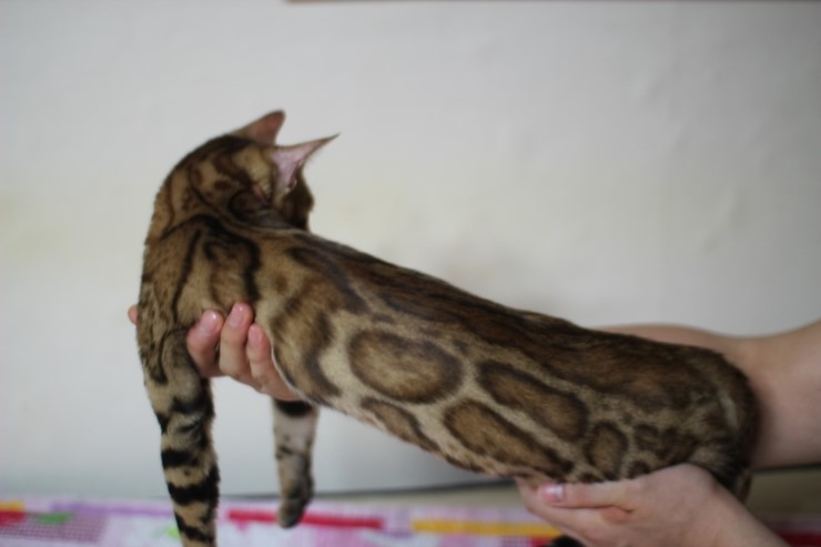 브라운 뱅갈고양이 세라예요~ 관련 이미지 1