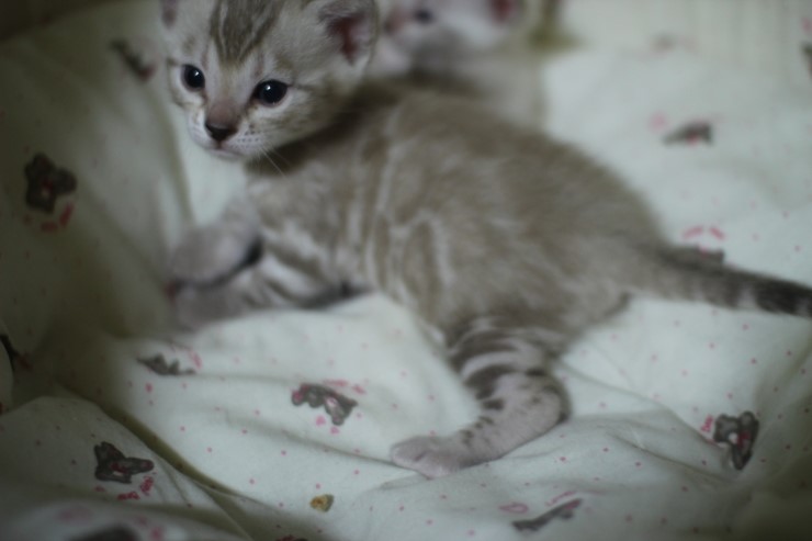 클라우드 로젯 실밍크 뱅갈고양이~ 관련 이미지 3
