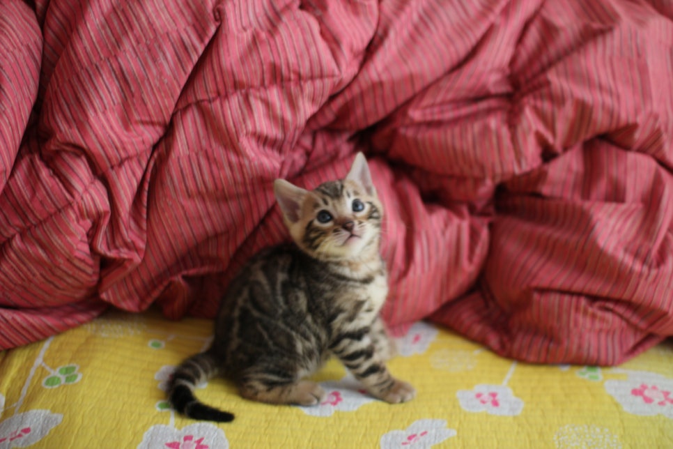 뱅갈고양이 남아 분양중 입니다~ 관련 이미지 4