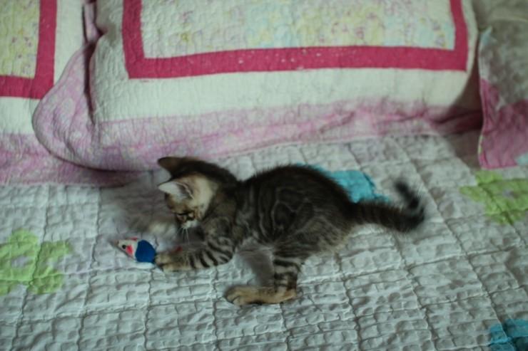 빅로젯 뱅갈고양이 남아예요~ 관련 이미지 6