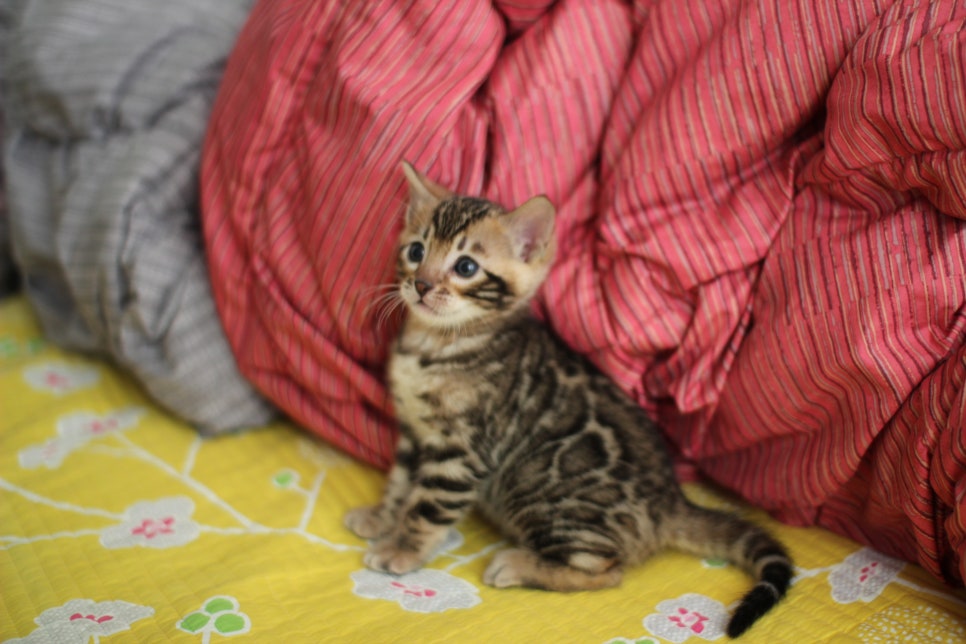 뱅갈고양이 남아 분양중 입니다~ 관련 이미지 10