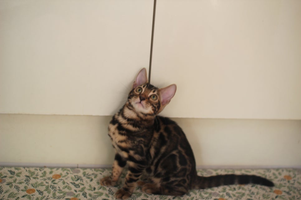 브라운 뱅갈고양이 분양중인 아이들 오늘 모습 입니다~ 관련 이미지 16