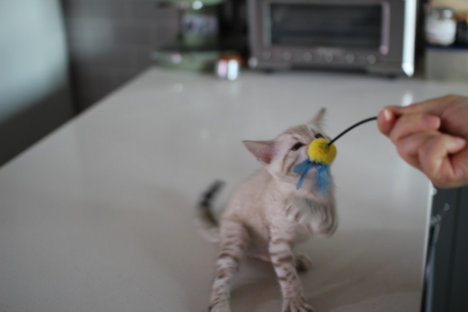 사람만 졸졸졸 따라 다니는 스노우뱅갈고양이 여아 분양해요~ 관련 이미지 13