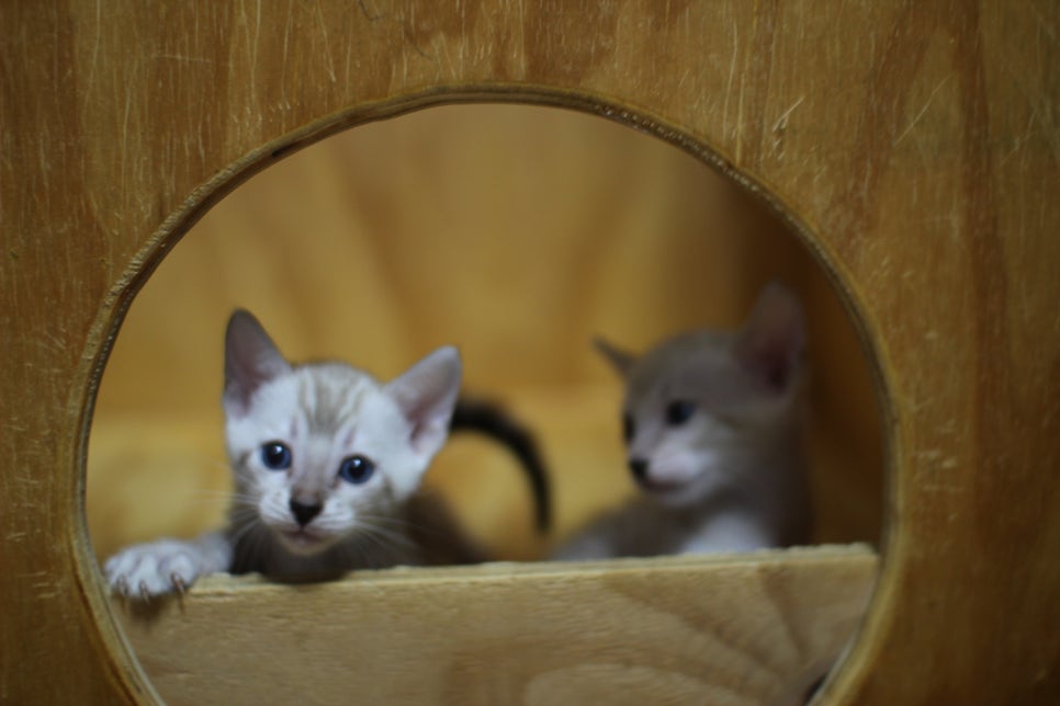스노우뱅갈고양이 꼬맹이들~ 관련 이미지 18