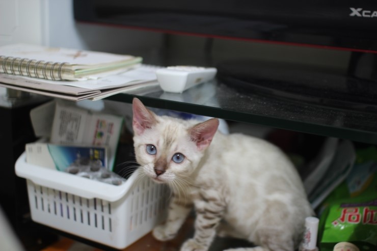 뱅갈고양이,뱅갈고양이 분양,초아와 링컨이에 일상~~~ 관련 이미지 2