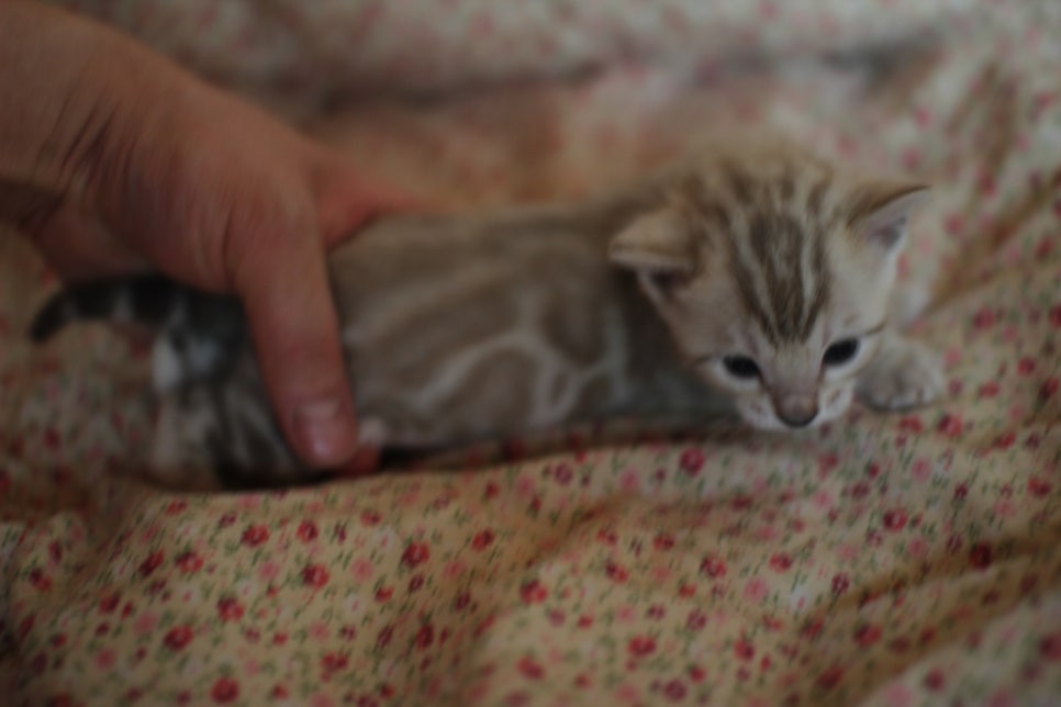 스노우뱅갈고양이 꼬맹이들은 사랑이죠! 관련 이미지 7