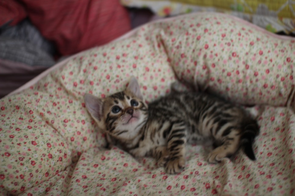 브라운 뱅갈 남아,여아,스노우뱅갈 남아 분양해요~ 관련 이미지 7