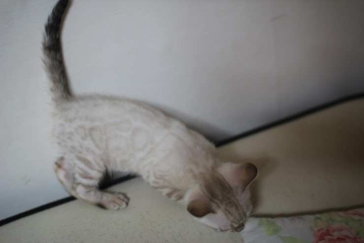 실링스 뱅갈고양이 키퍼여아 입니다~ 관련 이미지 4