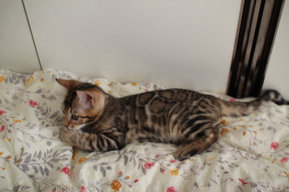 낯가림 제로 성격 최고 개냥이 뱅갈고양이 남아 분양해요~ 관련 이미지 6