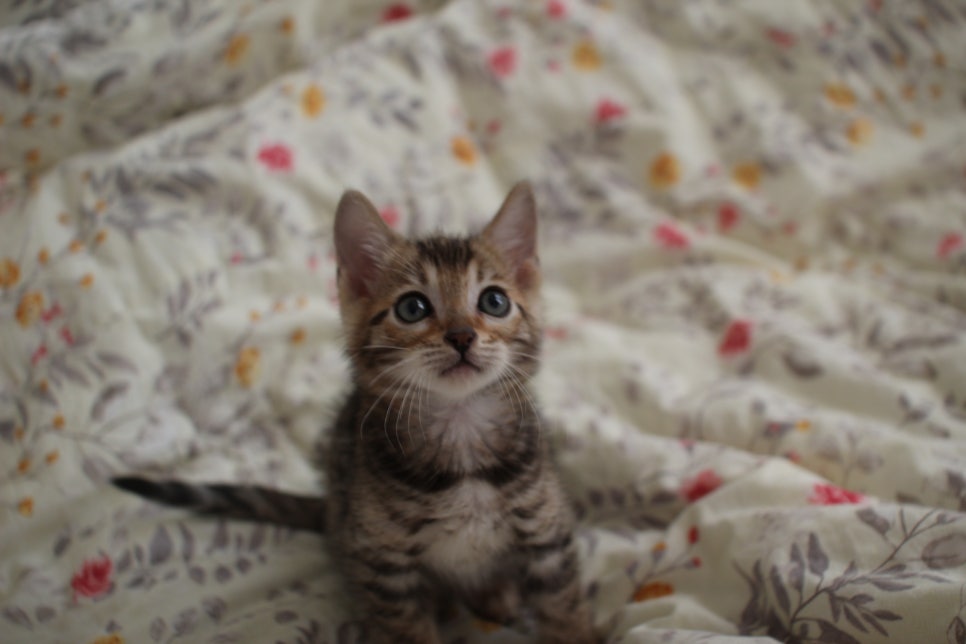 뱅갈고양이 개냥이를 찾으세요? 관련 이미지 5