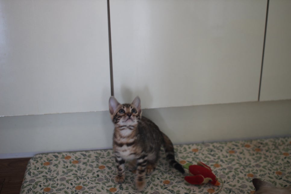 브라운,스노우 뱅갈고양이 여아들 분양해요~ 관련 이미지 4