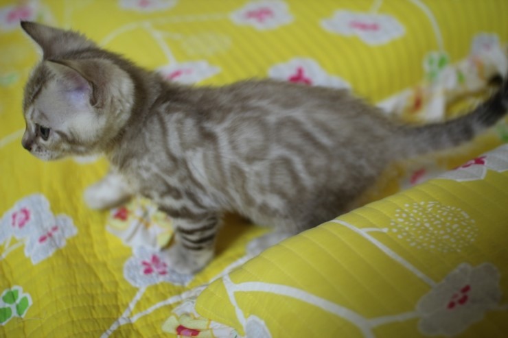 실밍크 뱅갈고양이 형과 아우에요~ 관련 이미지 9