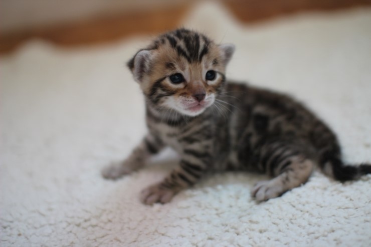 브라운 뱅갈고양이 여아예요~ 관련 이미지 9