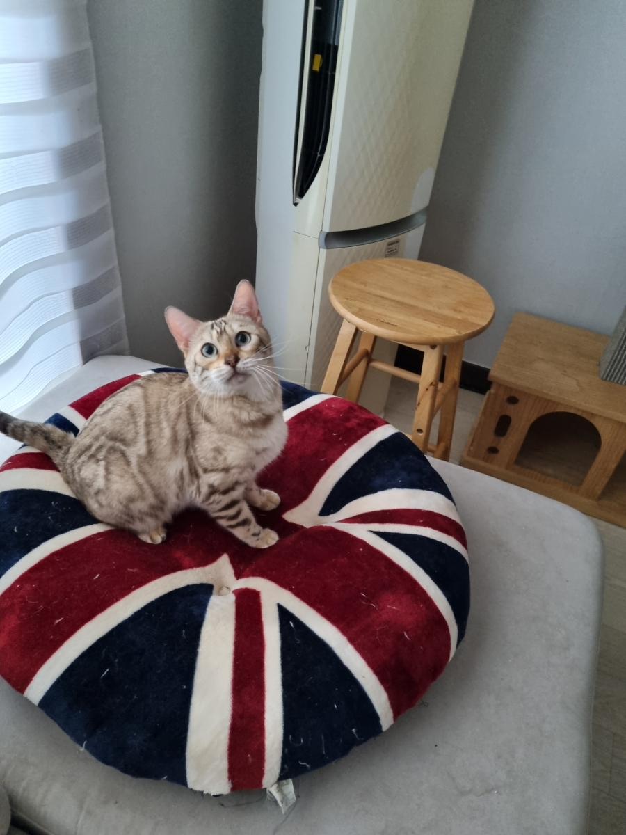 애교만점 개냥이 뱅갈고양이들 관련 이미지 3