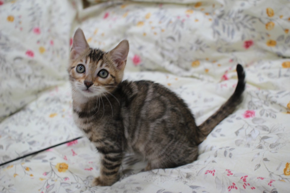 포동포동 개냥이 뱅갈고양이 분양해요~ 관련 이미지 2