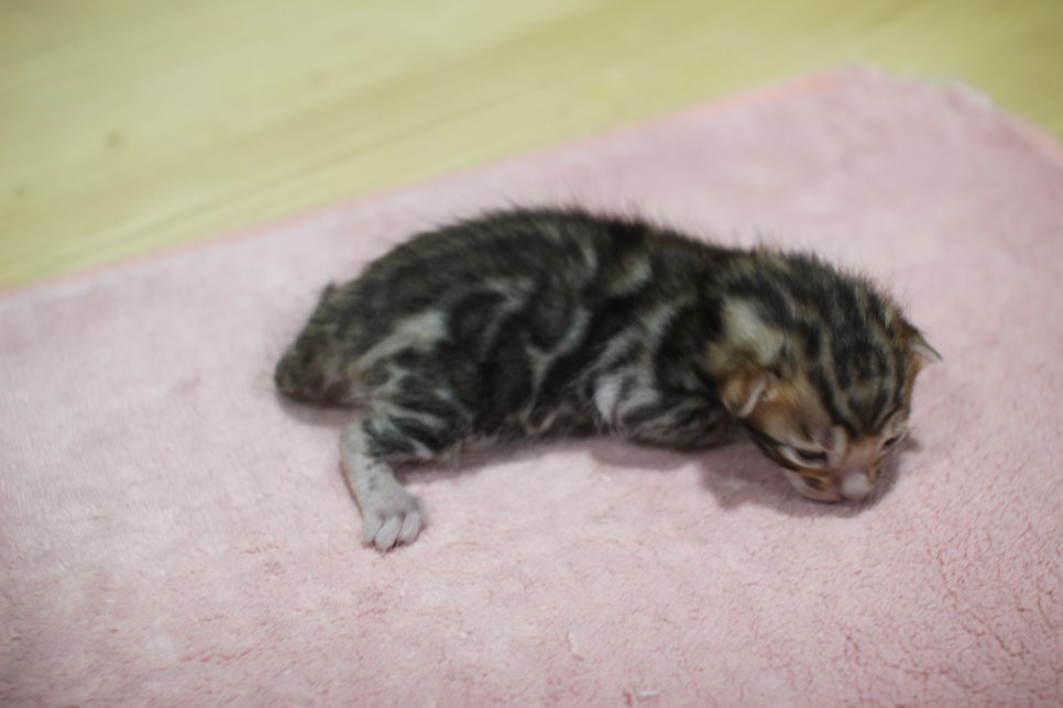 브라운 뱅갈고양이 꼬물이 남아 눈도 뜨고 하루가 다르게 더 이뻐지고 있습니다~ 관련 이미지 4