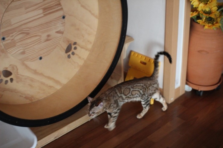 soyu stella 관련 이미지 3