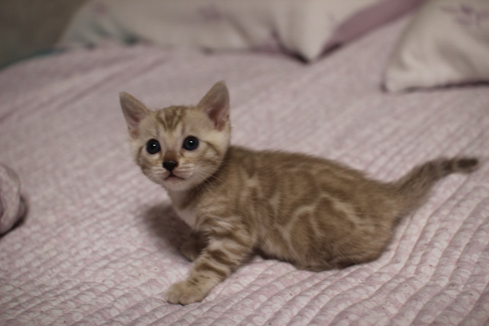 실밍크 뱅갈고양이 요정으로도 부족한 미묘 여아에요~ 관련 이미지 5