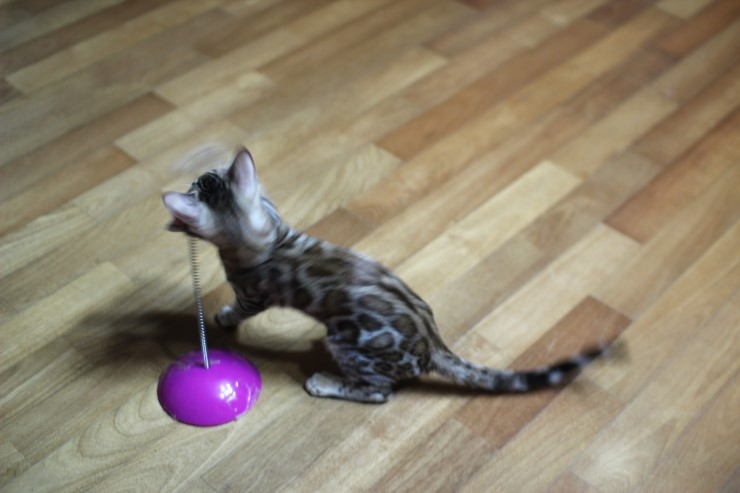 뱅갈고양이 도넛로젯 키퍼여아~ 관련 이미지 2