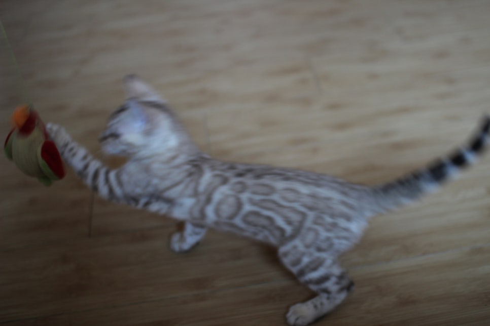 실밍크 뱅갈고양이 키퍼여아 애교가 끝내줘요~ 관련 이미지 7