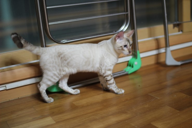 푸른 눈을 가진 스노우 뱅갈고양이 너무 이쁘죠 관련 이미지 8