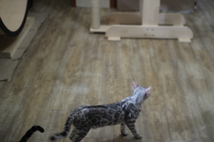뱅갈고양이 미남 로한이와 아이들... 관련 이미지 2