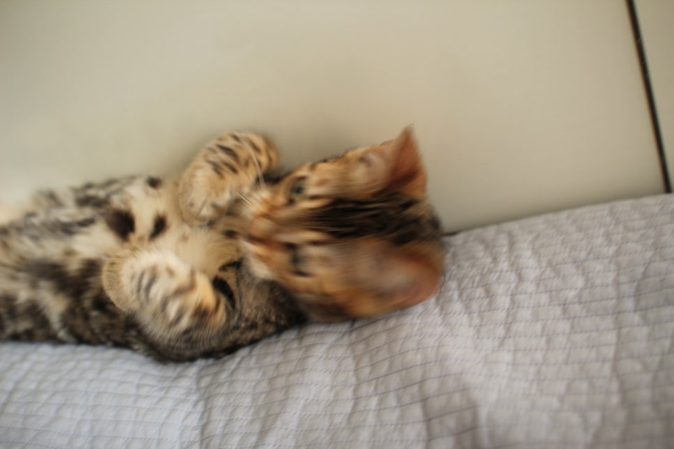 꾹꾹이 머신 뱅갈고양이 남아예요~ 관련 이미지 6