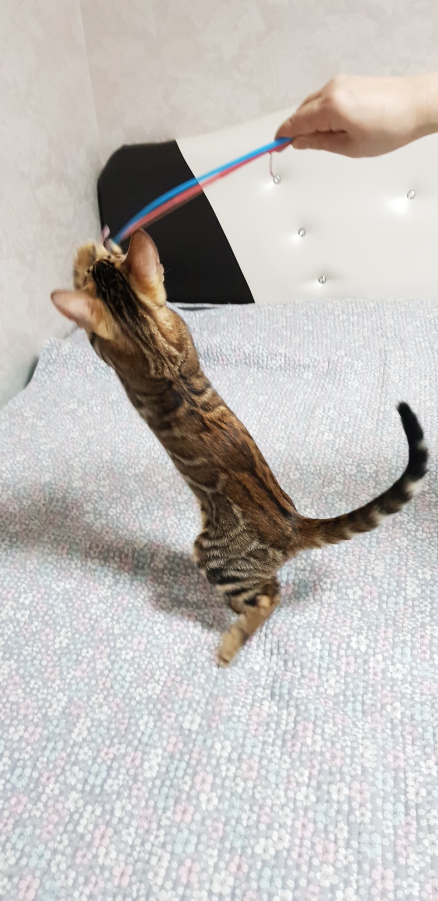 브라운 뱅갈고양이 여아 분양해요~ 관련 이미지 5