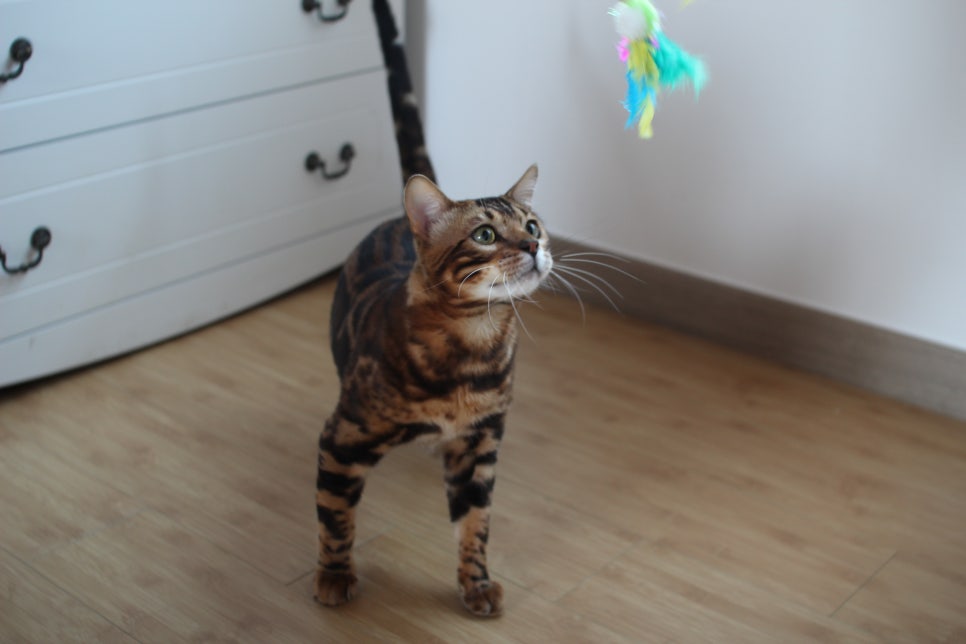 스파블 뱅갈고양이 블랙홀 새집에서 한컷 관련 이미지 1