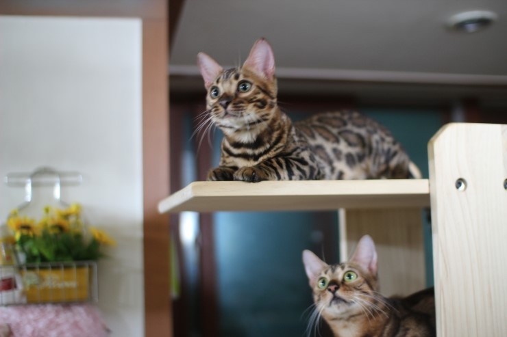 뱅갈고양이,스노우뱅갈고양이, 링컨이와 초아는 적응 끝나고 재미나게 살고 있어요~~~~~~~ 관련 이미지 5