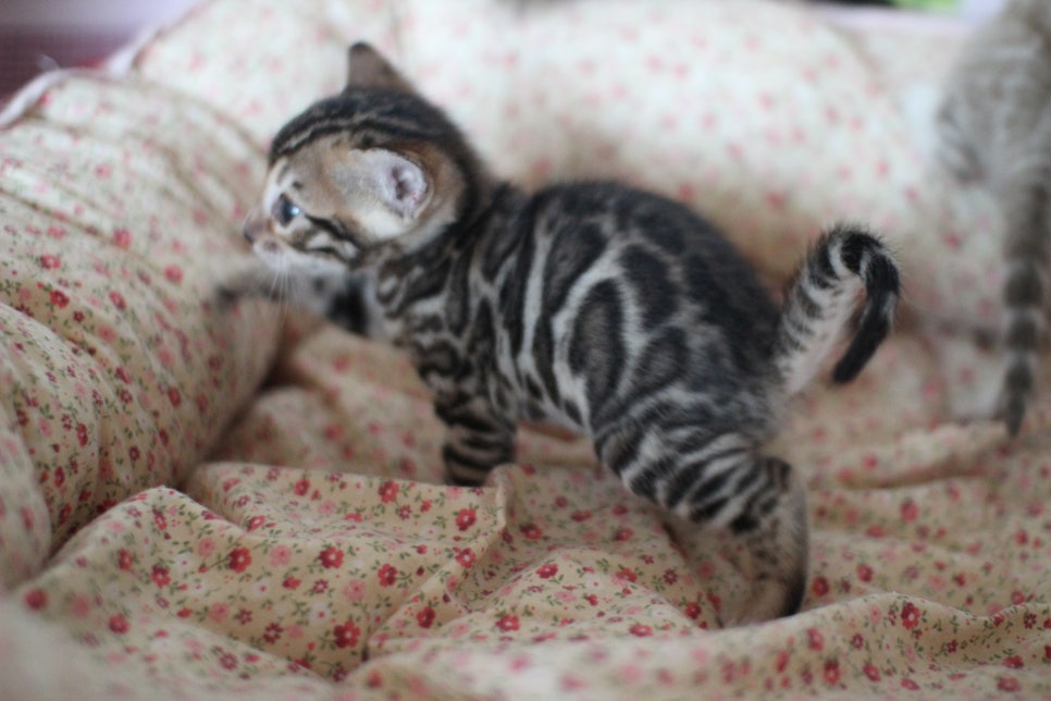 뱅갈고양이 꼬맹이들 사진전 ㅎㅎ 관련 이미지 12