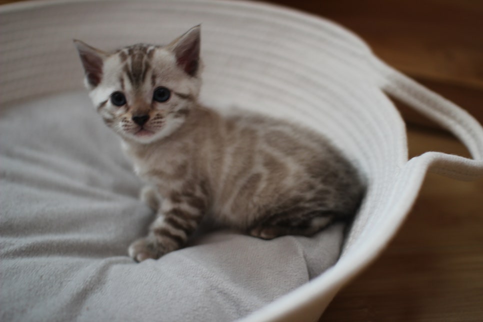 스노우뱅갈고양이 여아예요~ 관련 이미지 2