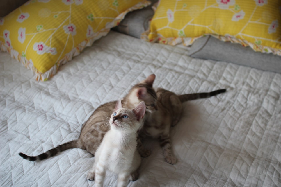 스노우뱅갈고양이 삼총사~ 관련 이미지 5