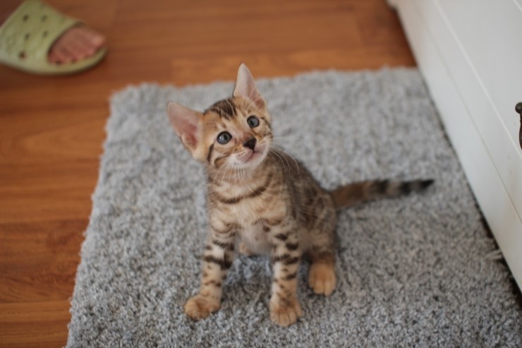 뱅갈고양이 분양 완전히 빠졌네 빠졌어~ 관련 이미지 37