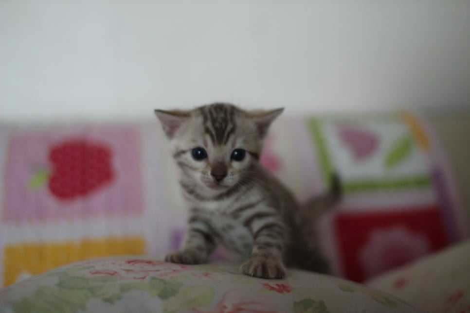 앙증,깜찍 스노우 뱅갈고양이 꼬맹이들~~ 관련 이미지 19