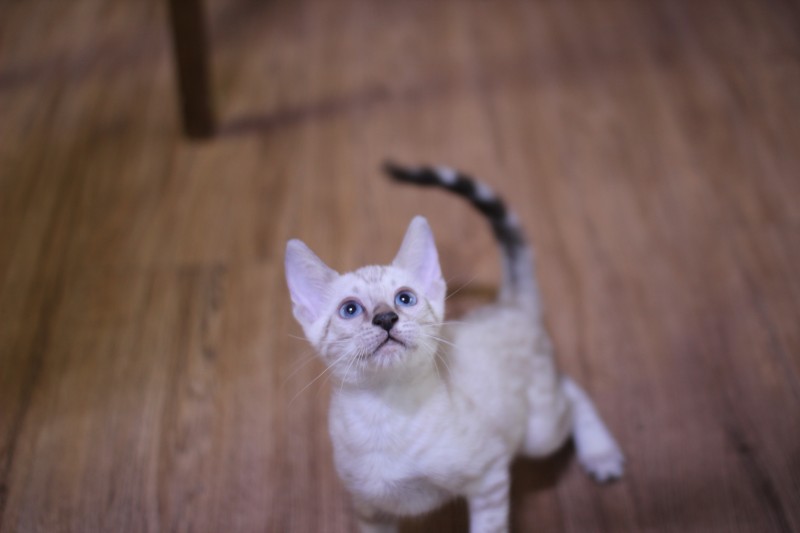 스노우뱅갈고양이 깜찍이 요정 분양해요 관련 이미지 2