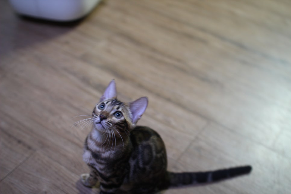 개냥이 뱅갈고양이들 분양합니다~ 관련 이미지 8