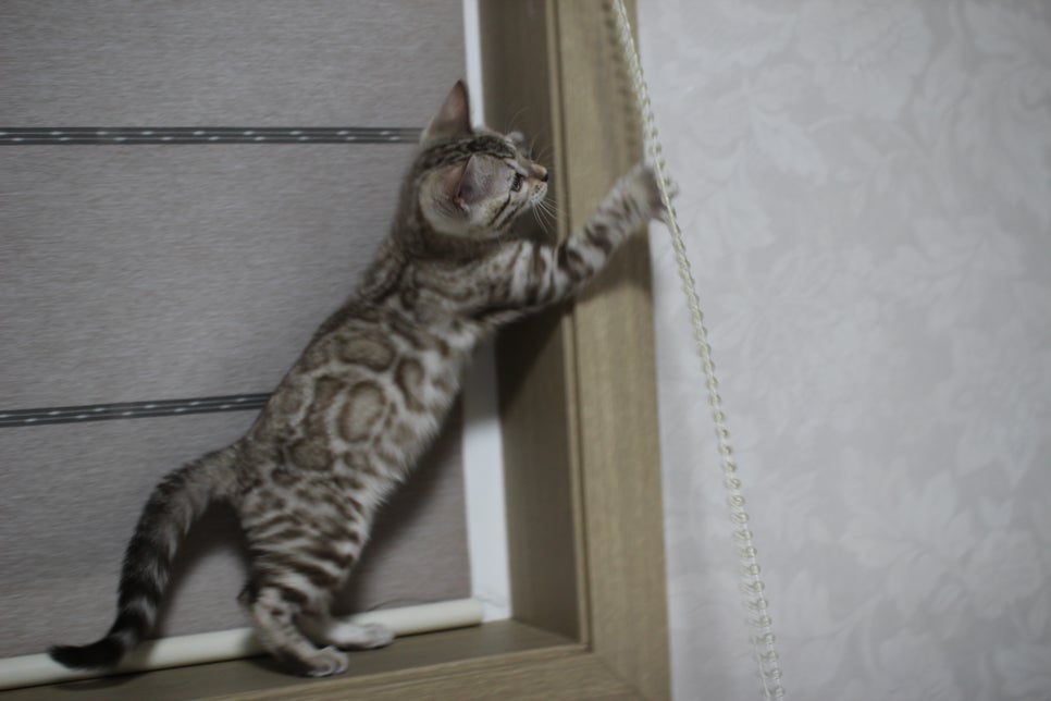 스노우뱅갈고양이 삼총사~ 관련 이미지 6