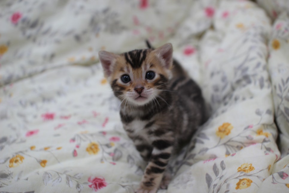 멋진 빅로젯에 뱅갈고양이 분양 합니다~ 관련 이미지 2