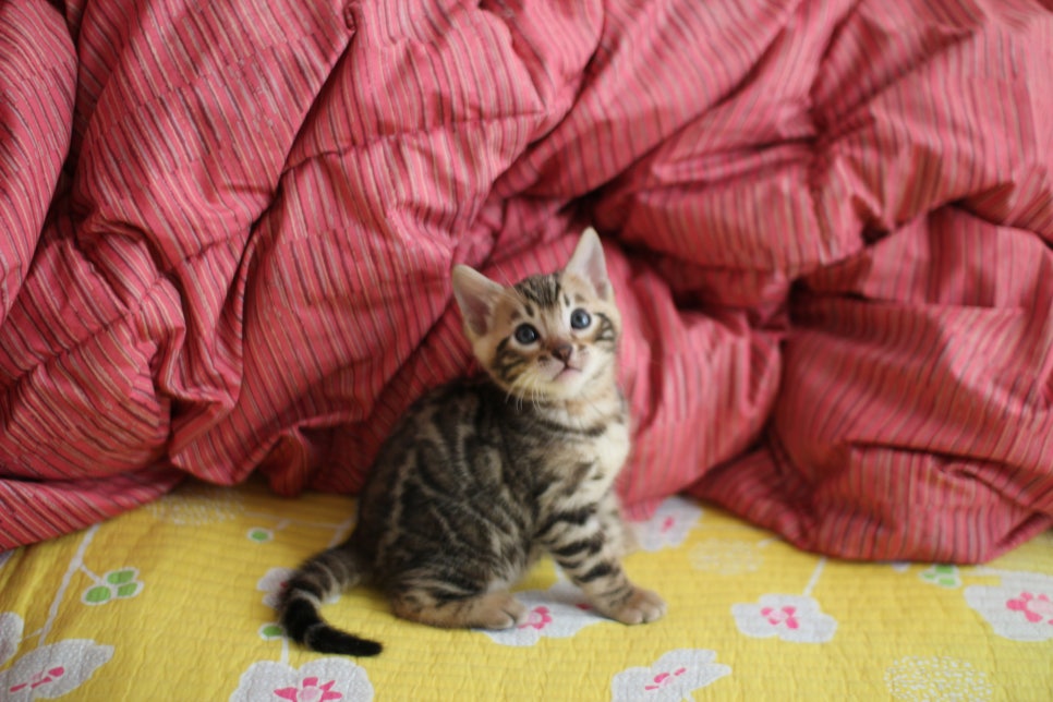 뱅갈고양이 남아 분양중 입니다~ 관련 이미지 3