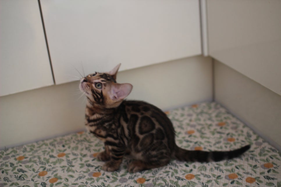 뱅갈고양이분양 장군이,아롱이, 탑식이~ 관련 이미지 11