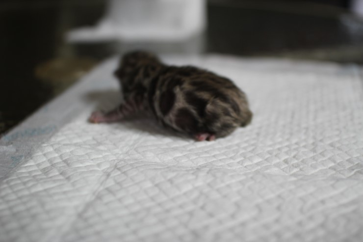 실밍크 뱅갈고양이 영웅이 첫자묘 태어났습니다~ 관련 이미지 5