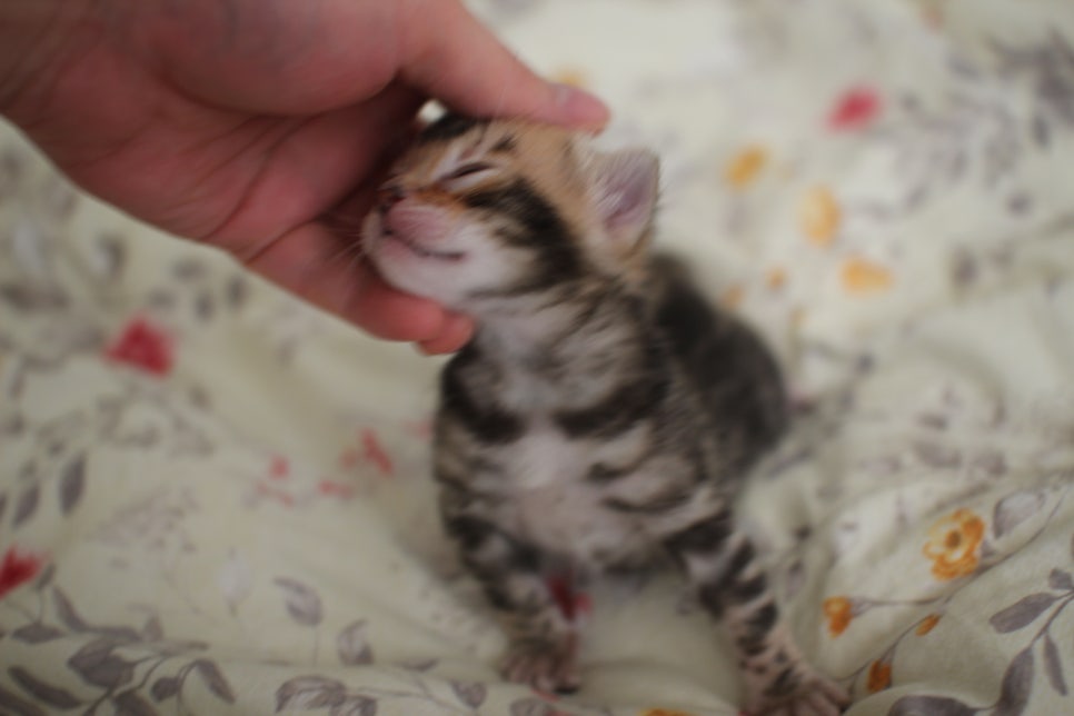 아가 뱅갈고양이 벌써부터 개냥이에 모습이~ 관련 이미지 5