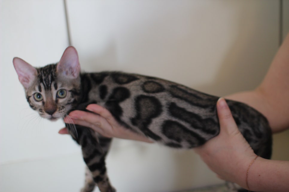 브라운 뱅갈고양이 분양중인 남아,여아 오늘 모습 입니다~ 관련 이미지 11